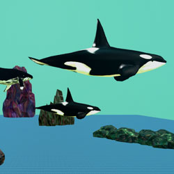 Cetacean Cove